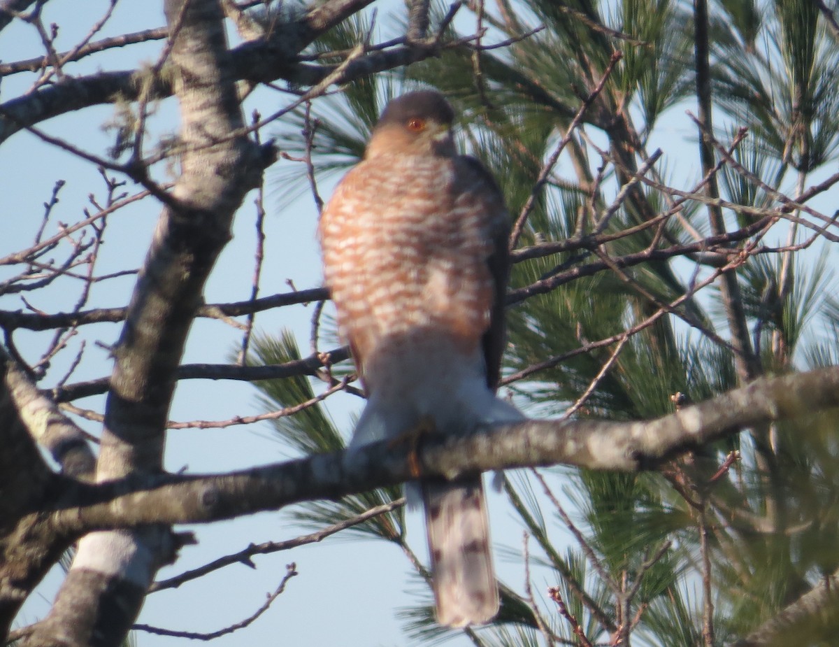 Sharp-shinned Hawk - ML646637671