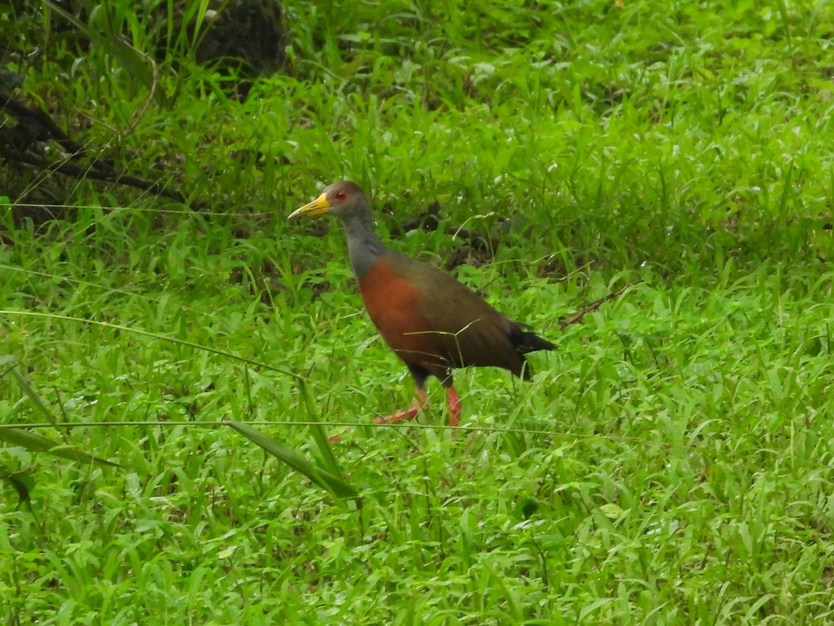 Gray-cowled Wood-Rail - ML646637672