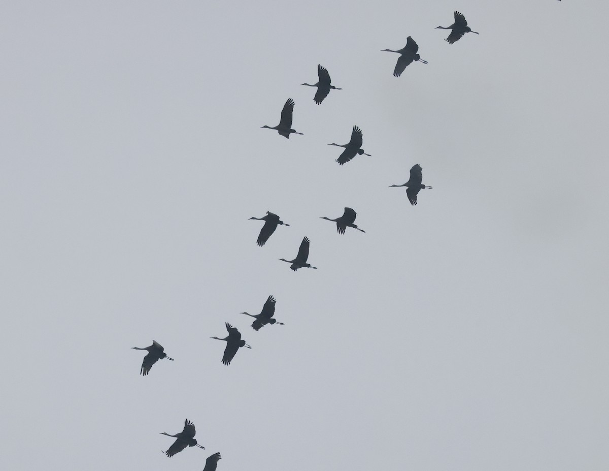 Орог тогоруу - ML646637673