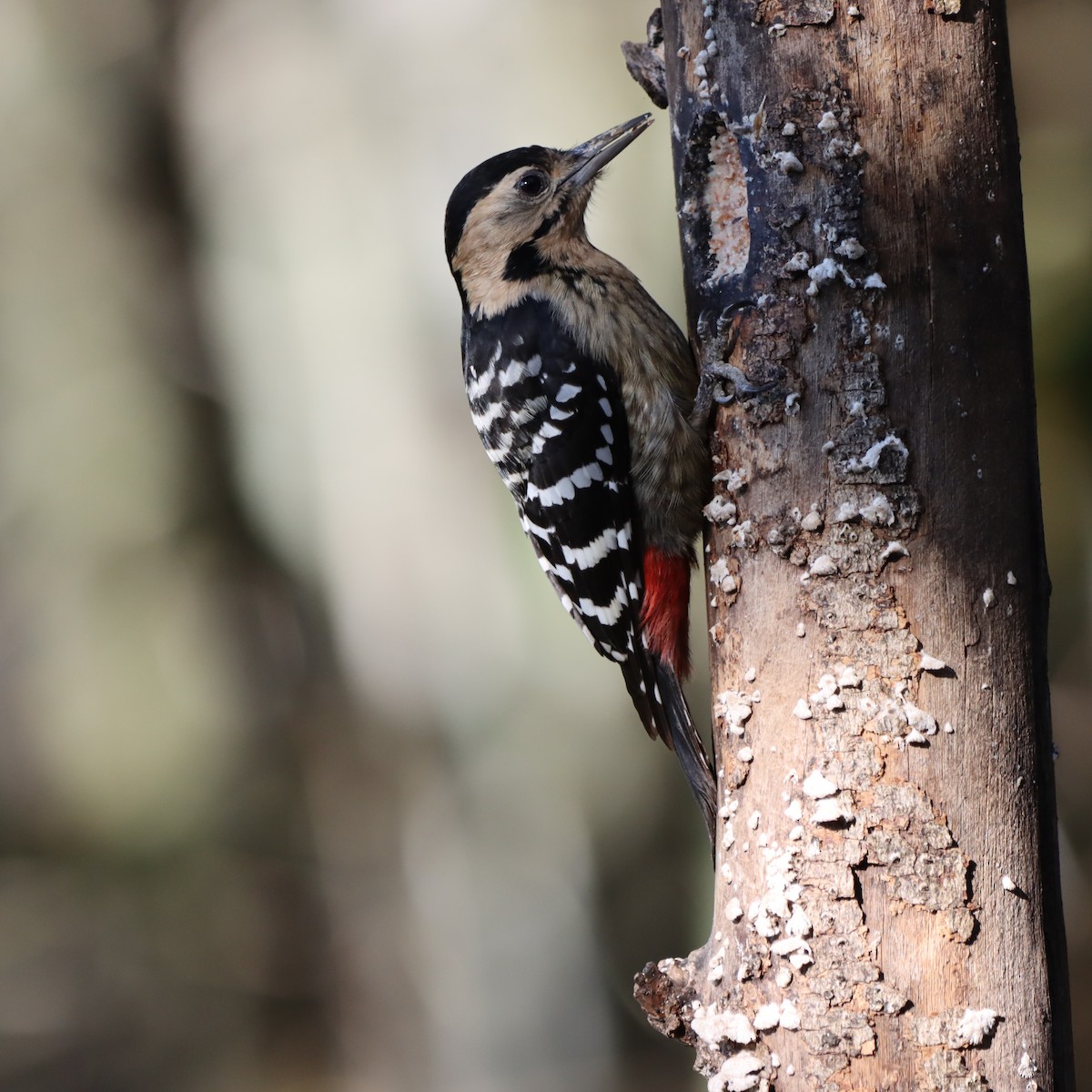 Fulvous-breasted Woodpecker - ML646637674