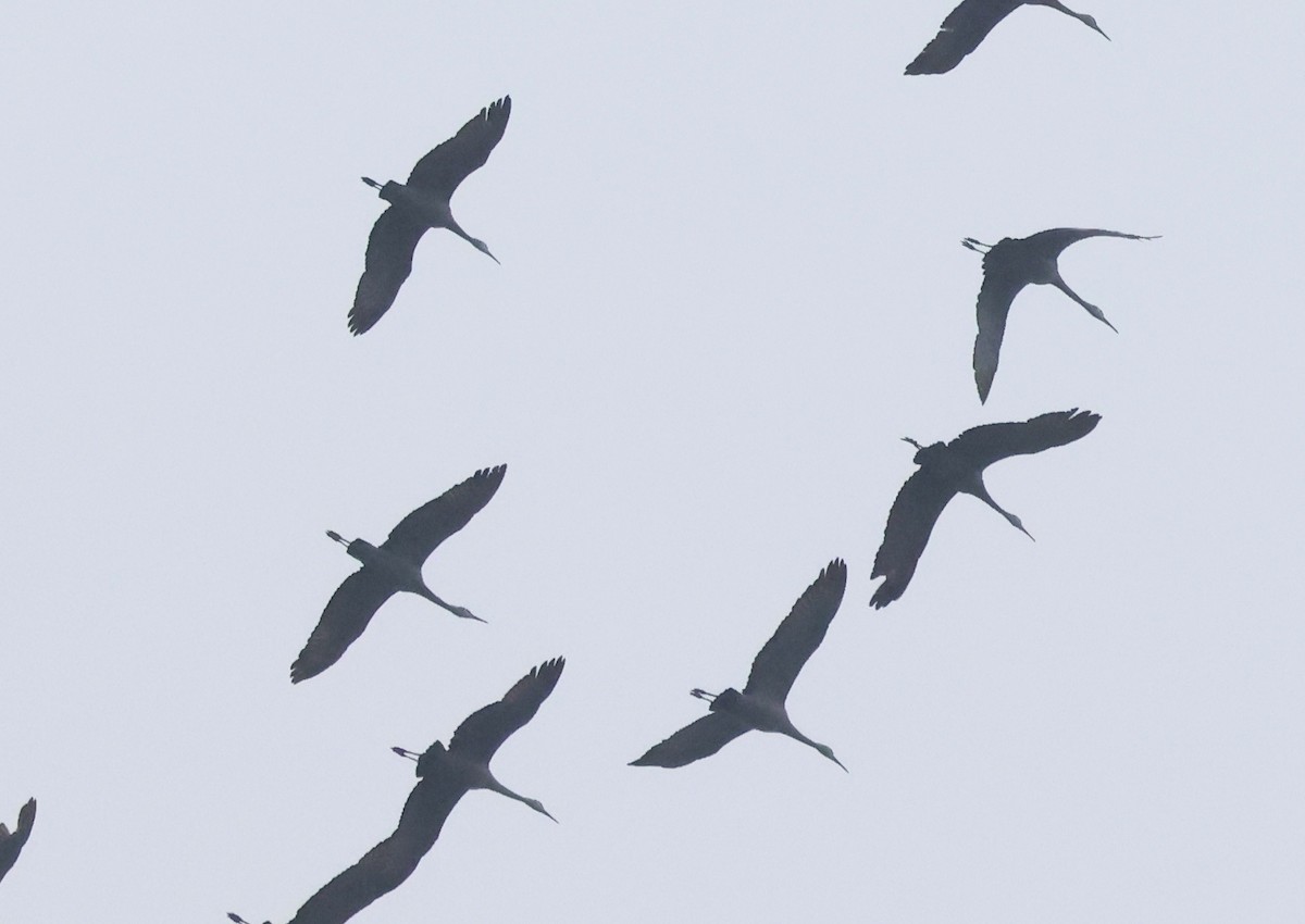 Орог тогоруу - ML646637675