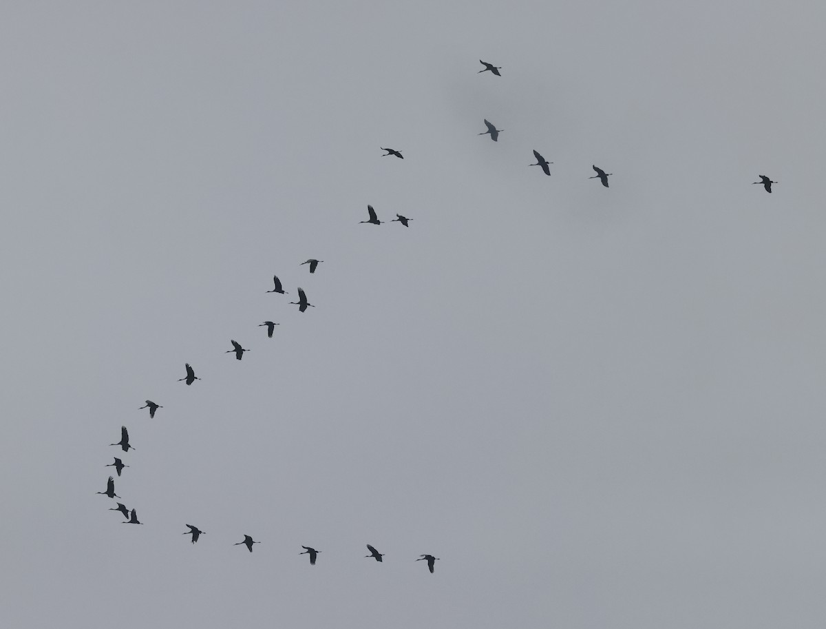 Орог тогоруу - ML646637676