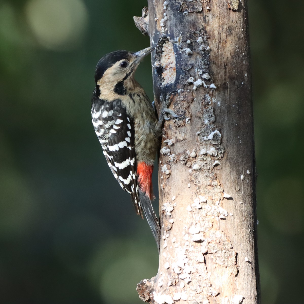 Fulvous-breasted Woodpecker - ML646637677