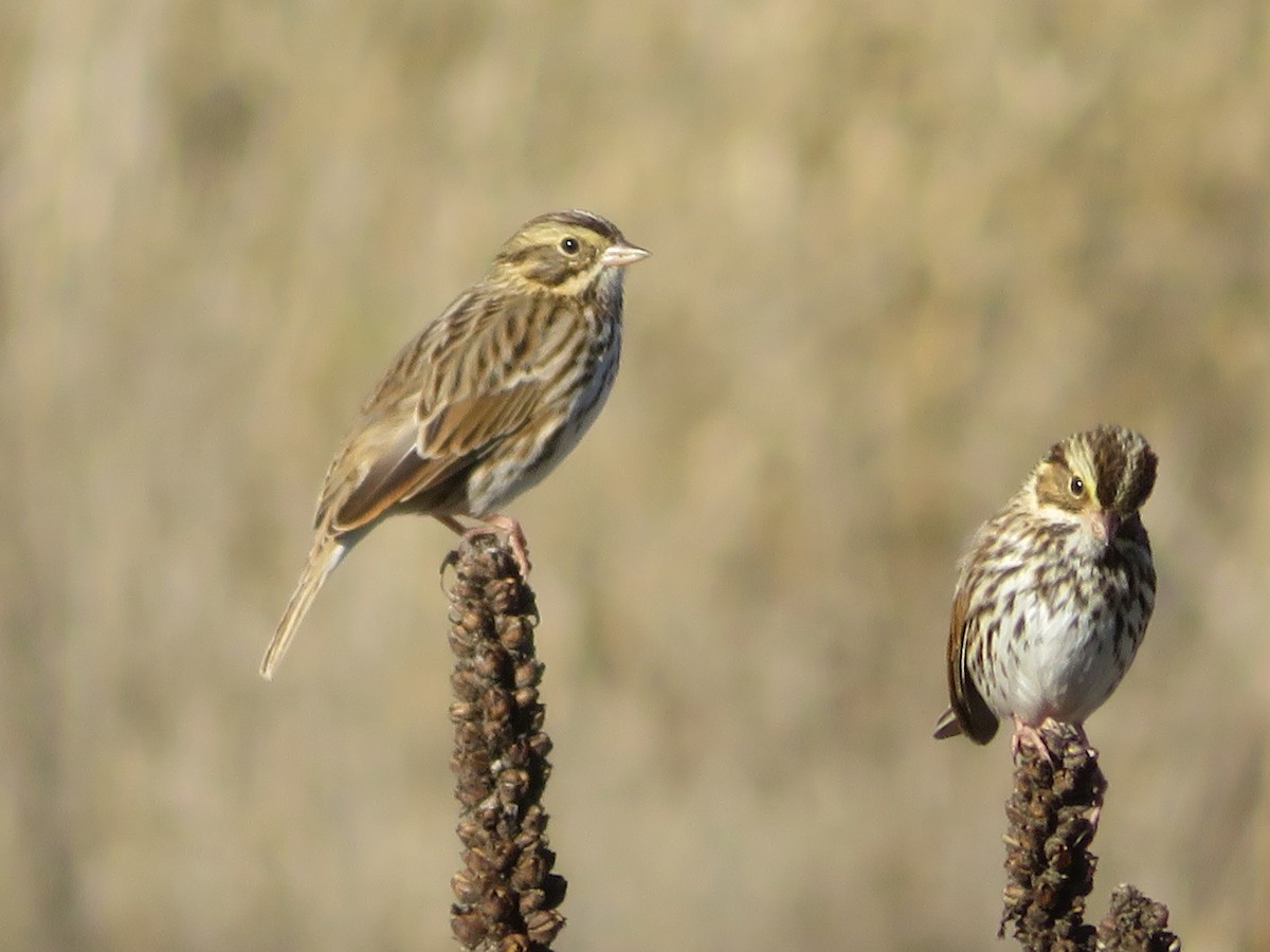 Savannah Sparrow - ML646637678