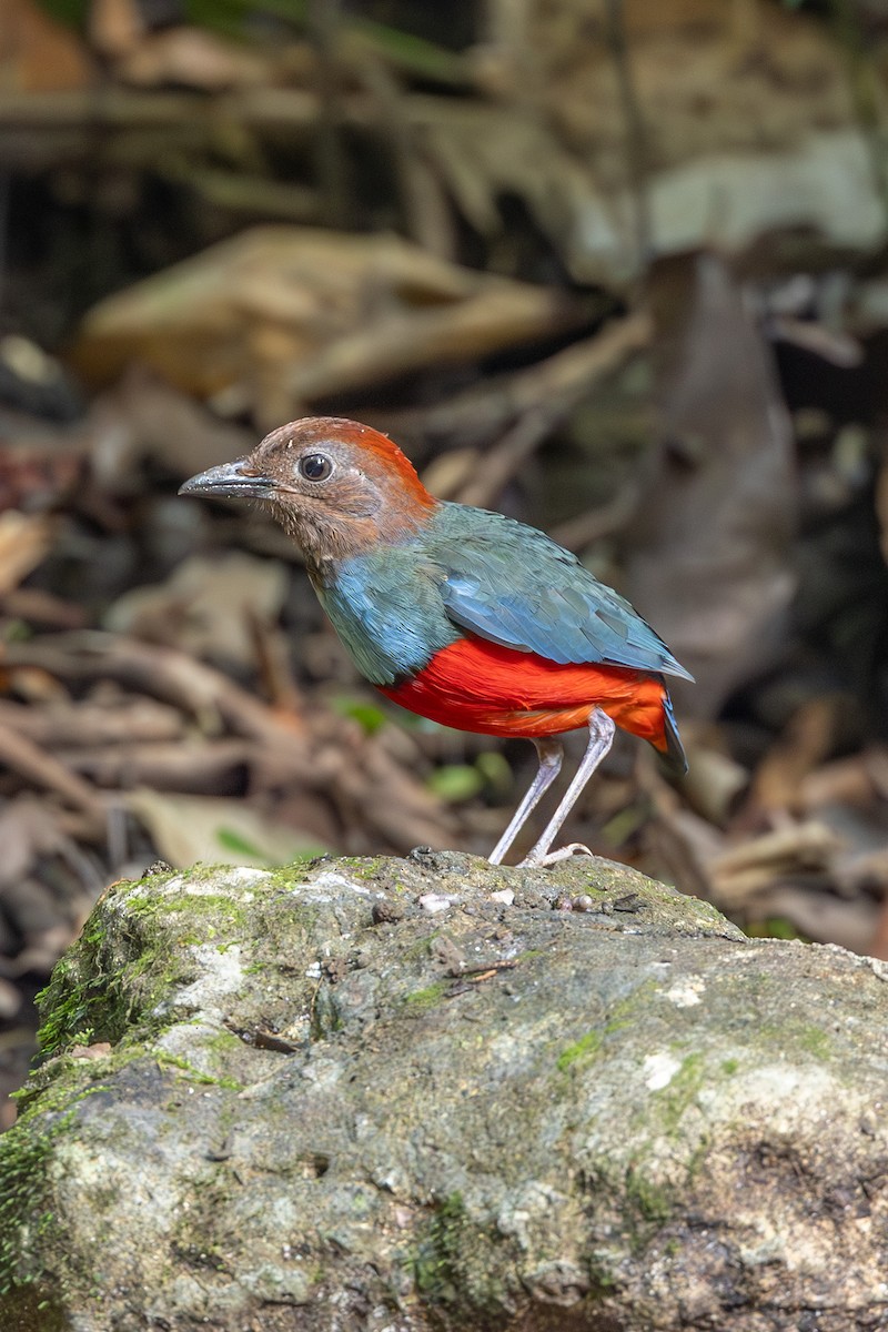 North Moluccan Pitta - ML646637679