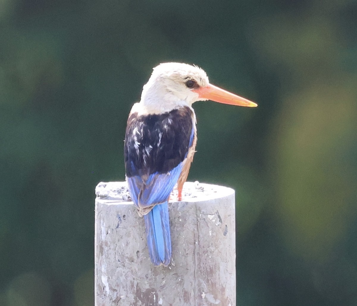 Alción Cabeciblanco - ML646637680