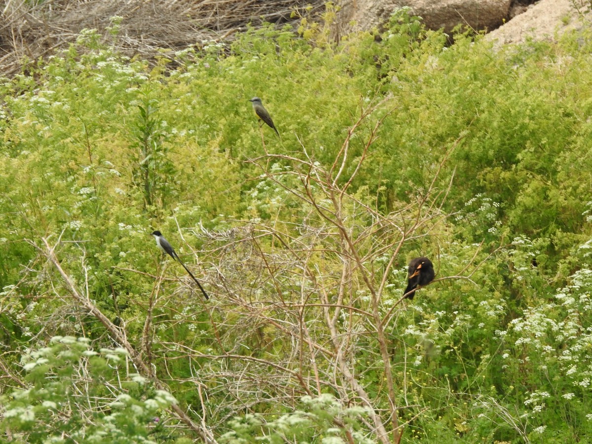 Tyran des savanes - ML646637681