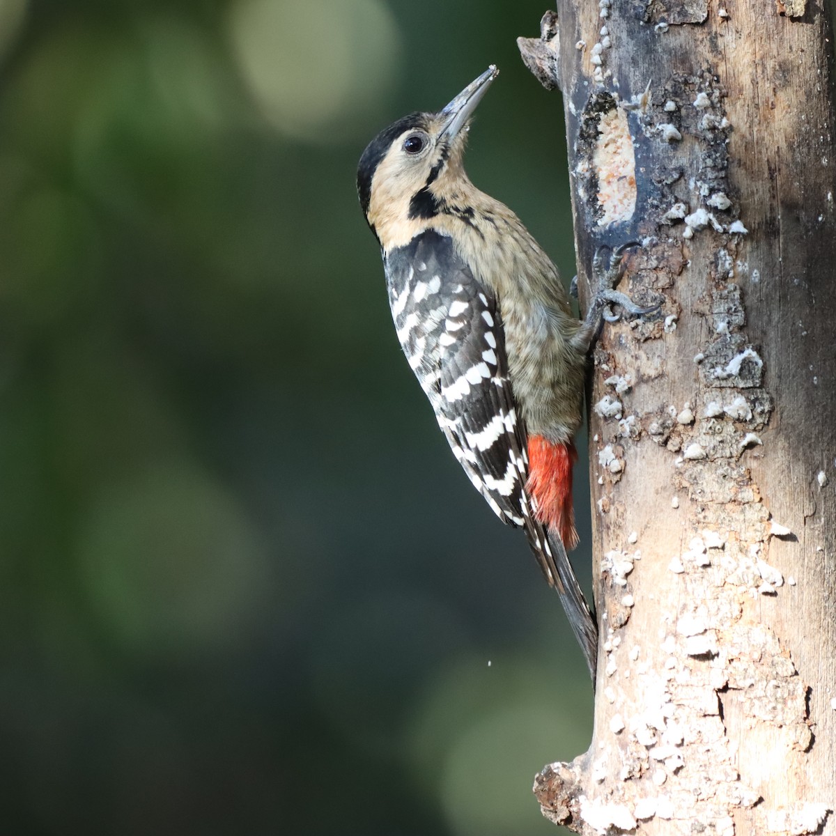 Fulvous-breasted Woodpecker - ML646637682
