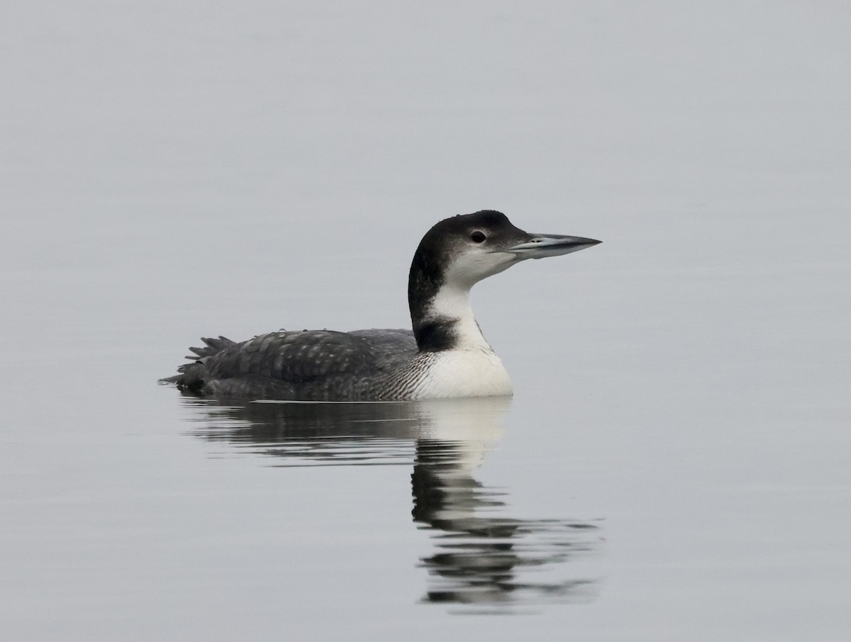 Common Loon - ML646637683