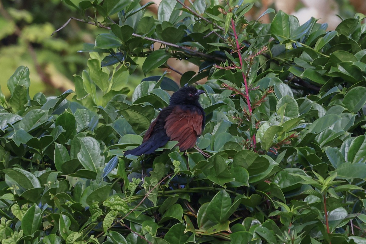 Malagasy Coucal - ML646637684