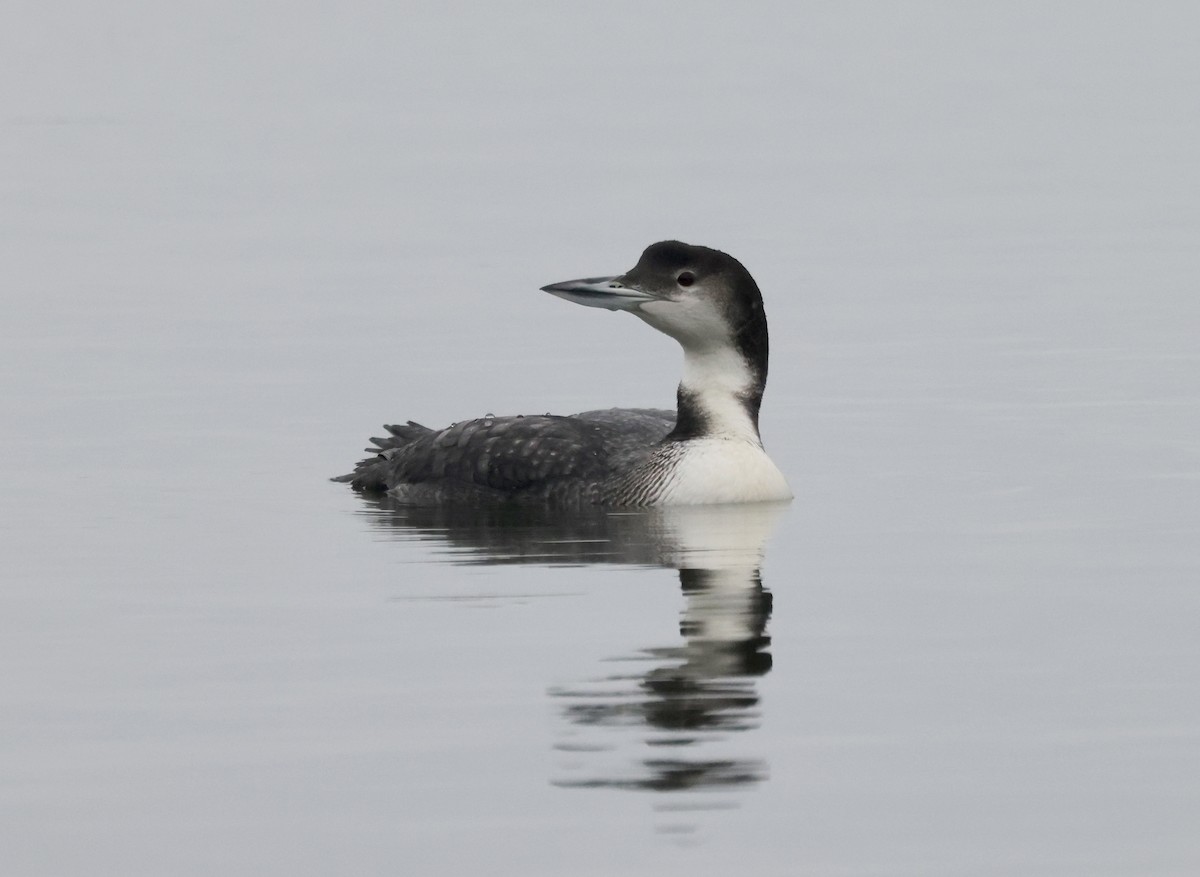 Common Loon - ML646637685
