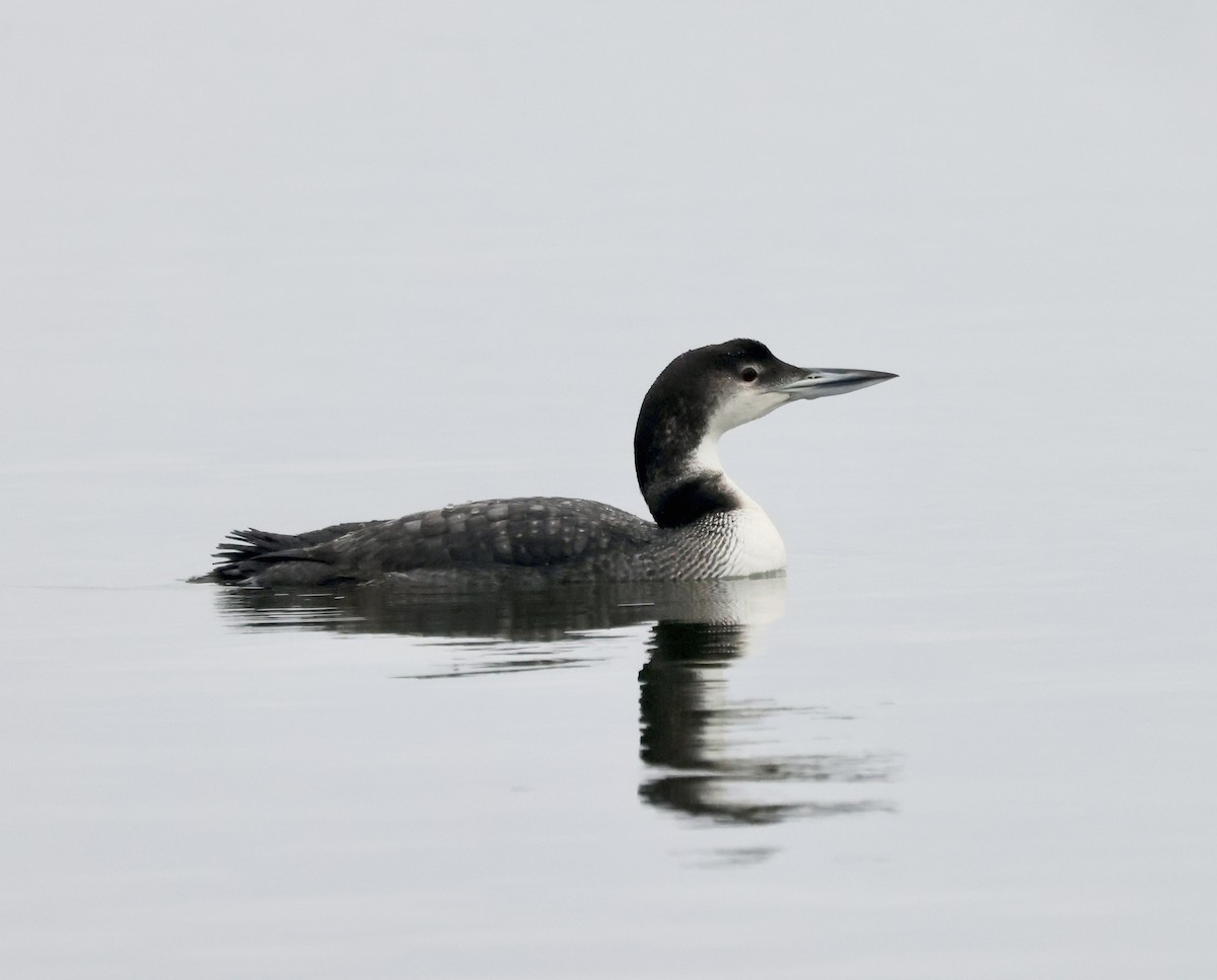 Common Loon - ML646637686