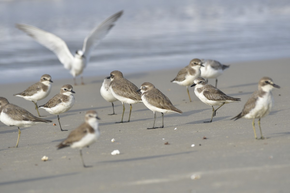 חופמי חוף - ML646637692