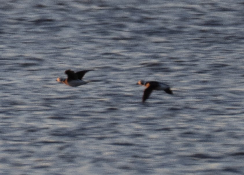 Long-tailed Duck - ML646637693