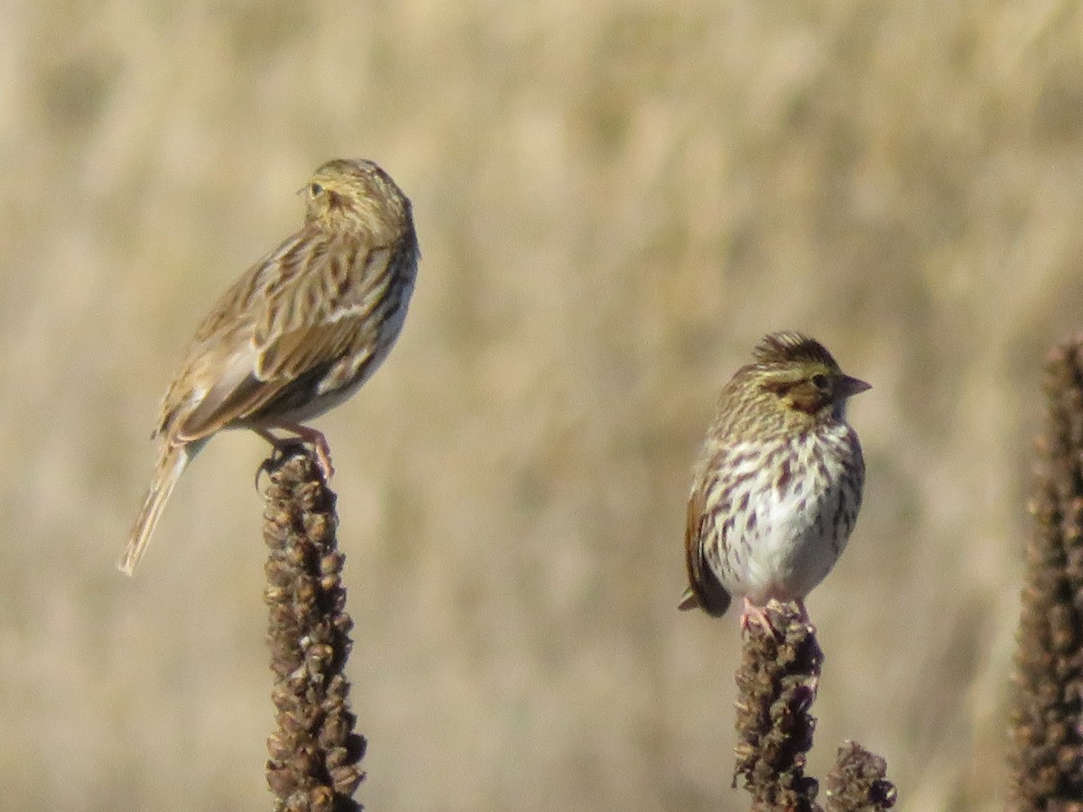Savannah Sparrow - ML646637695