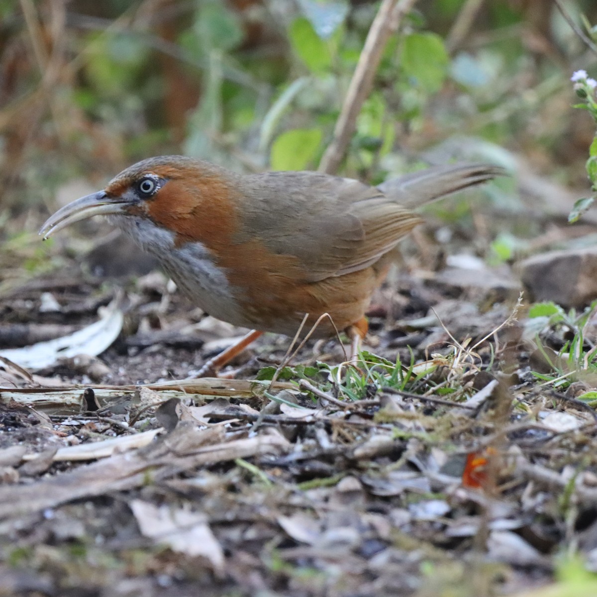 Rusty-cheeked Scimitar-Babbler - ML646637696