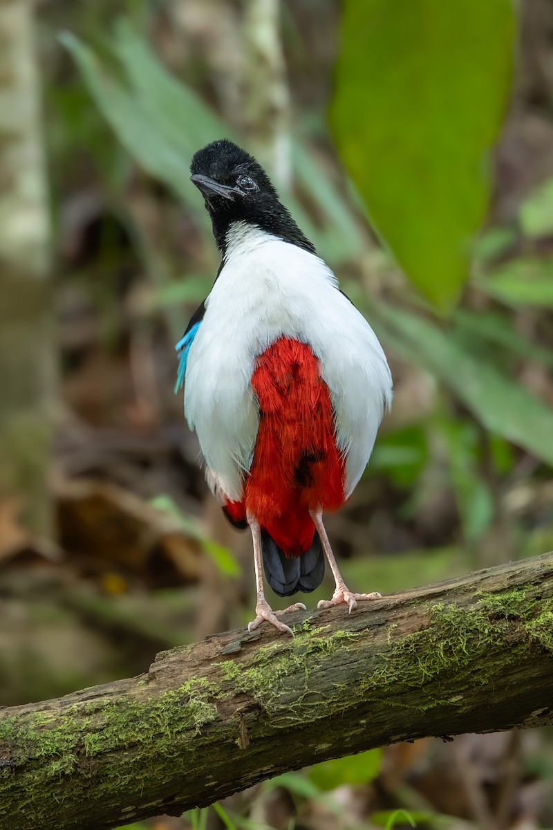 Ivory-breasted Pitta (Ivory-breasted) - ML646637697