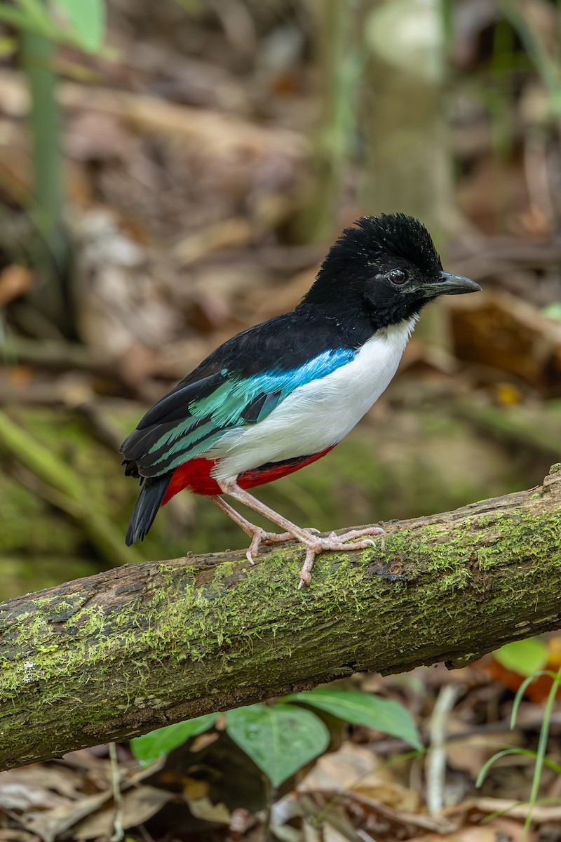 Ivory-breasted Pitta (Ivory-breasted) - ML646637698