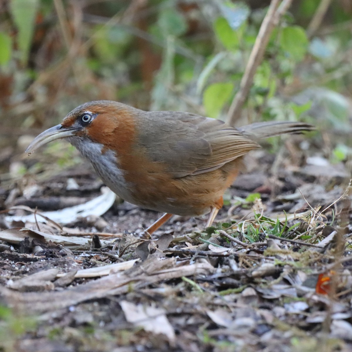 Rusty-cheeked Scimitar-Babbler - ML646637699