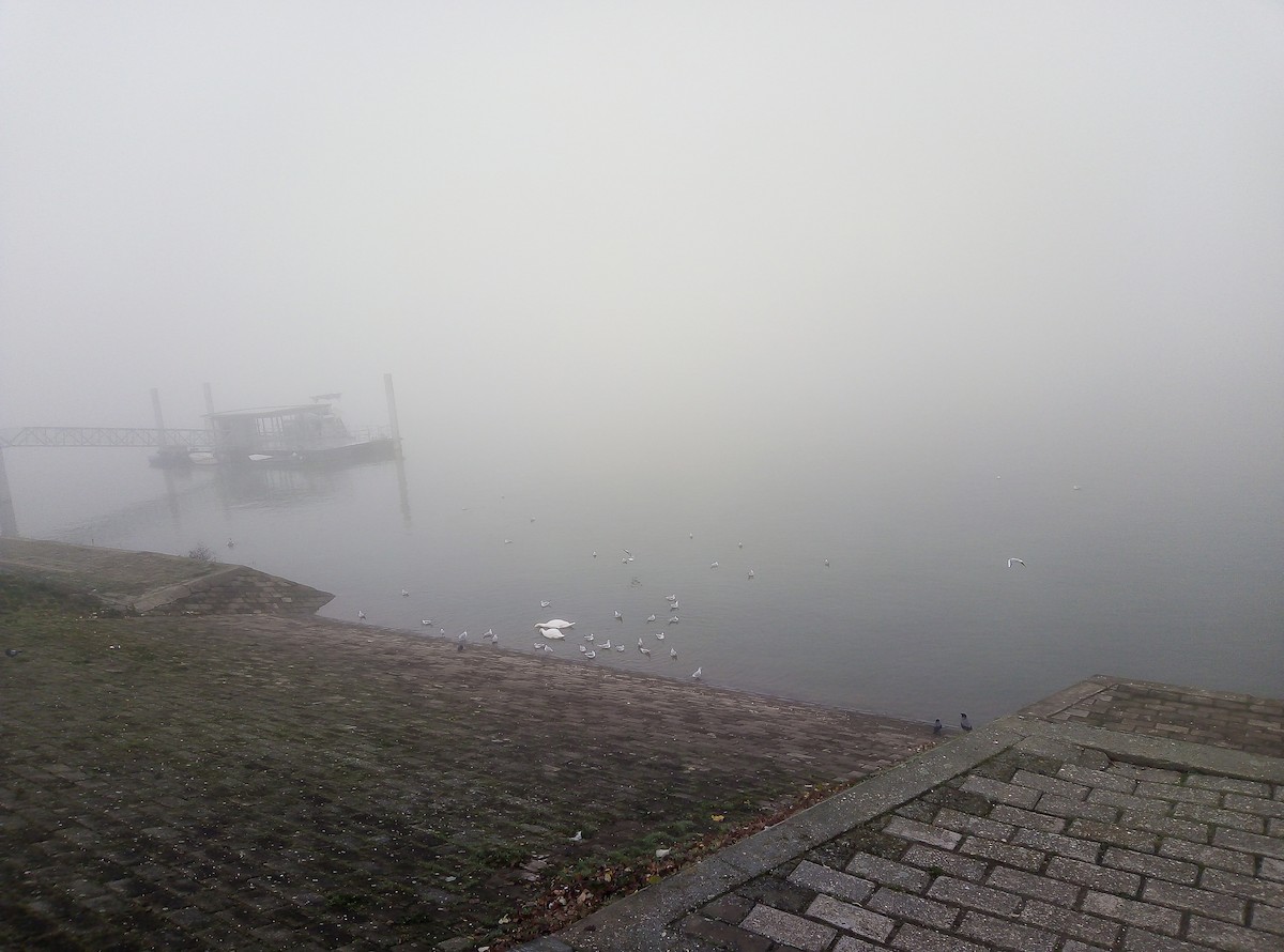 Mute Swan - ML646637700