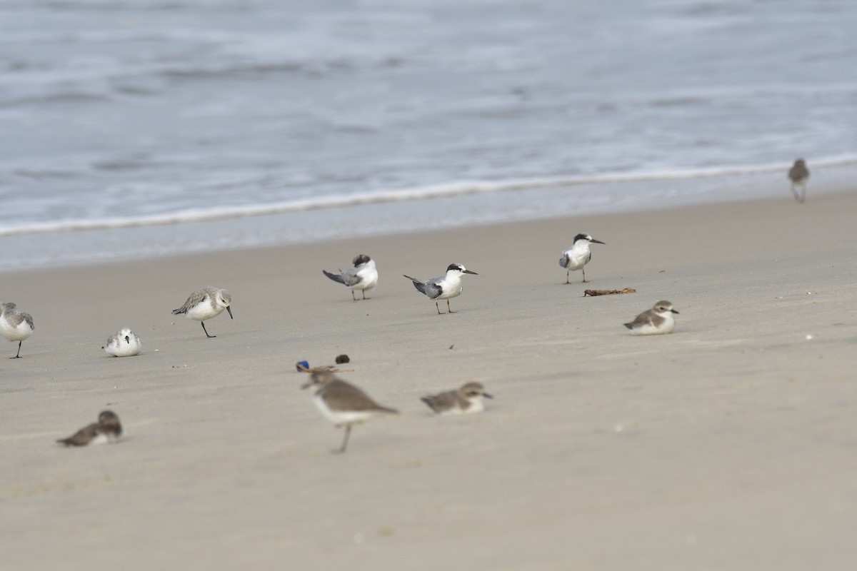 Common Tern - ML646637701