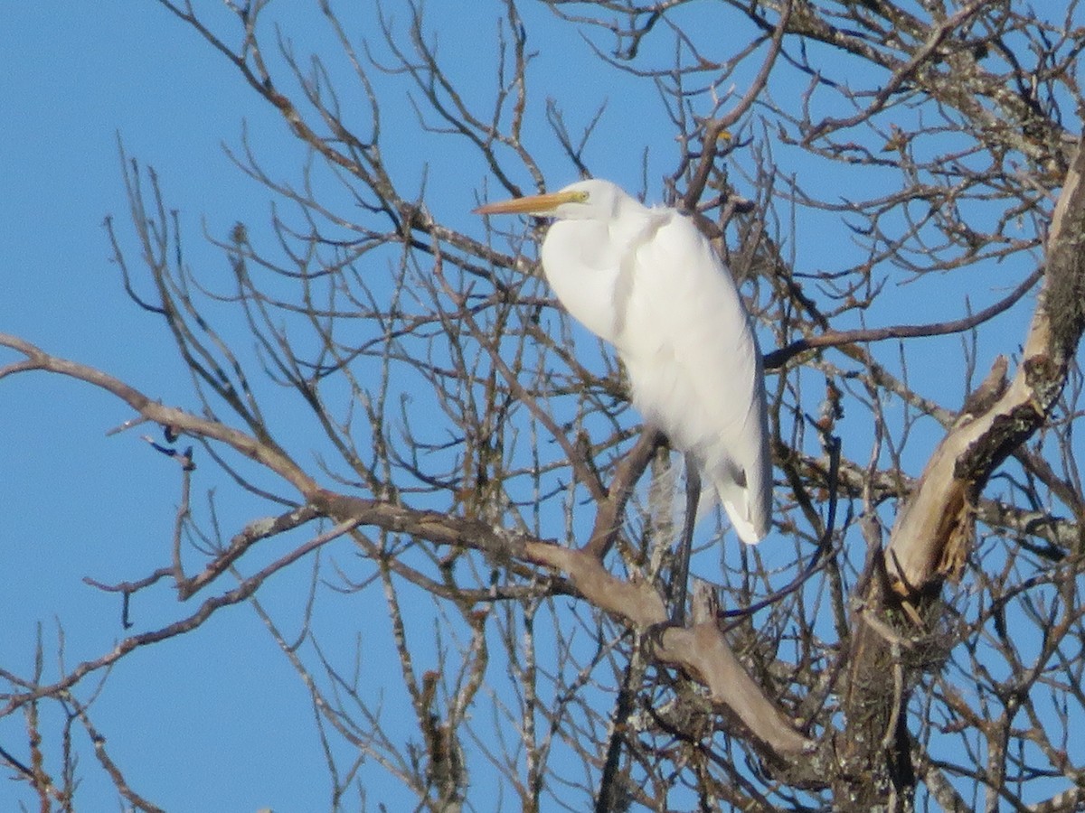 Цасч дэглий - ML646637703