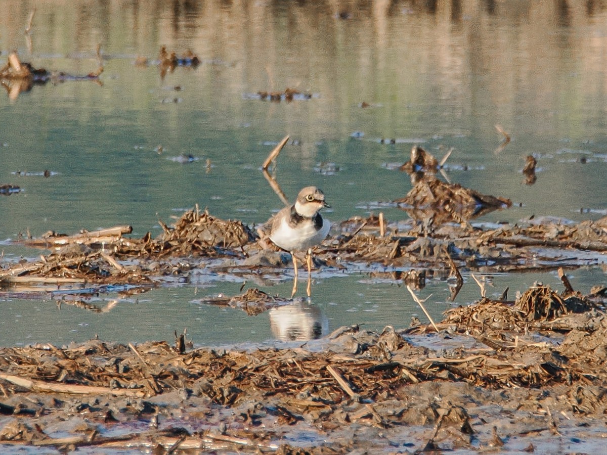Little Ringed Plover - ML646637714