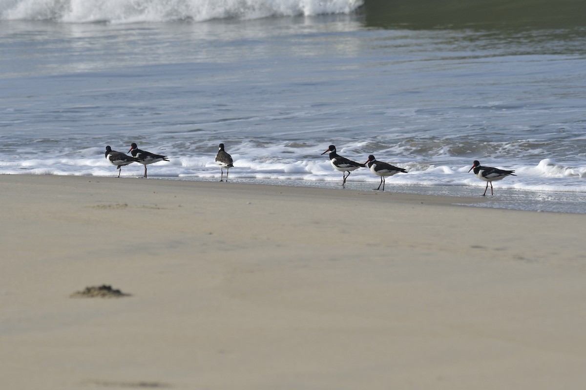 Алаг хясаач - ML646637716