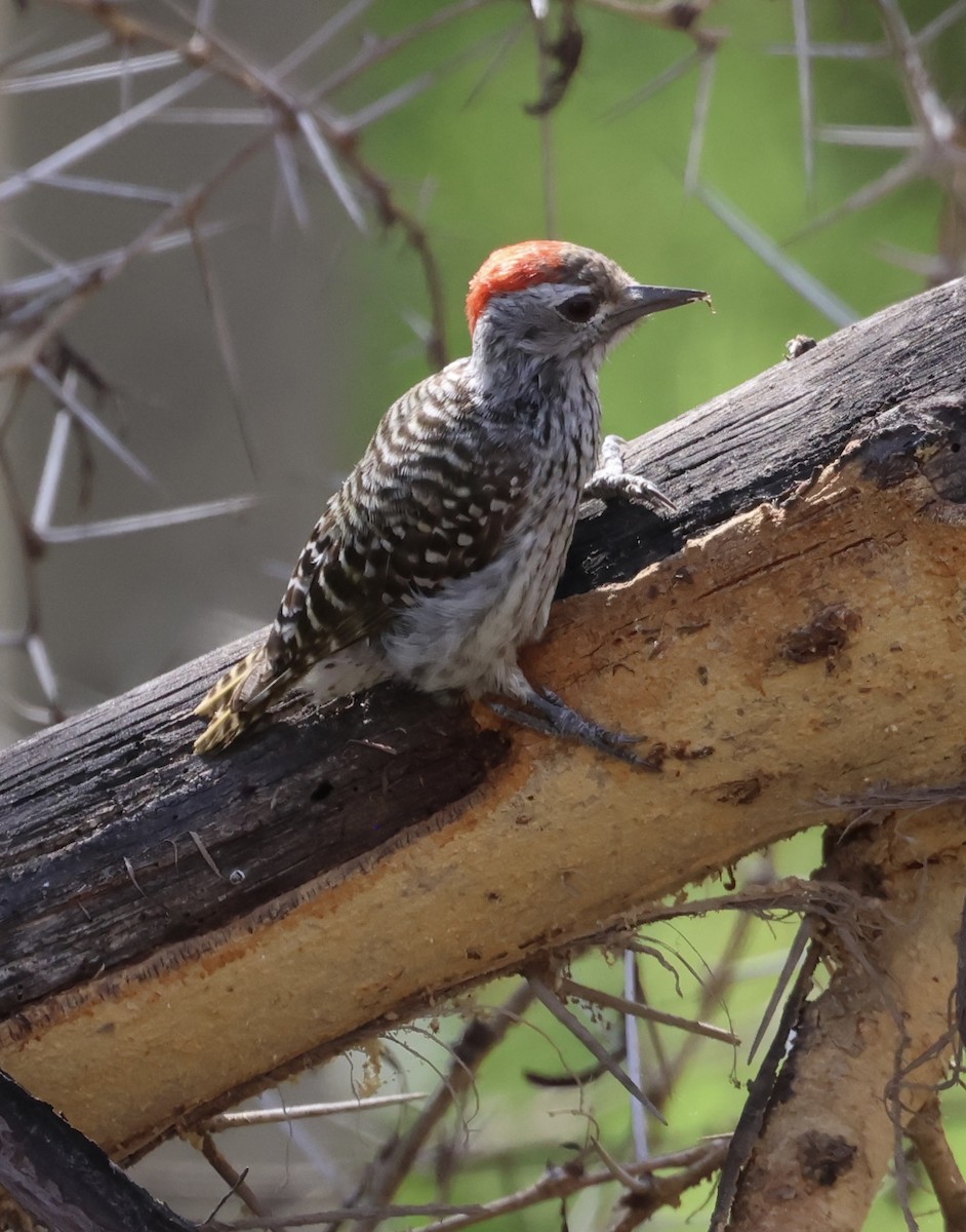 Cardinal Woodpecker - ML646637718