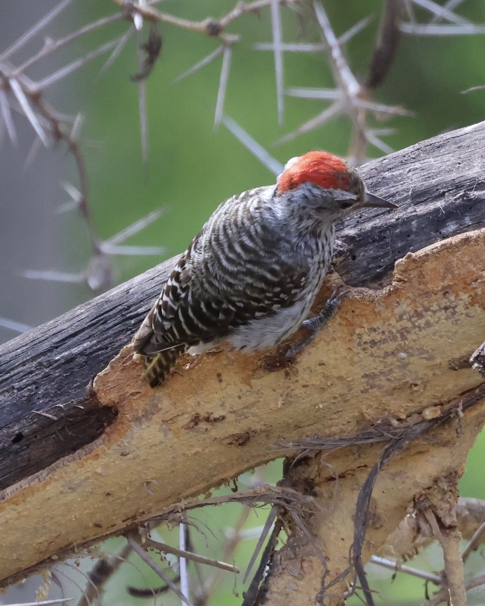 Cardinal Woodpecker - ML646637719