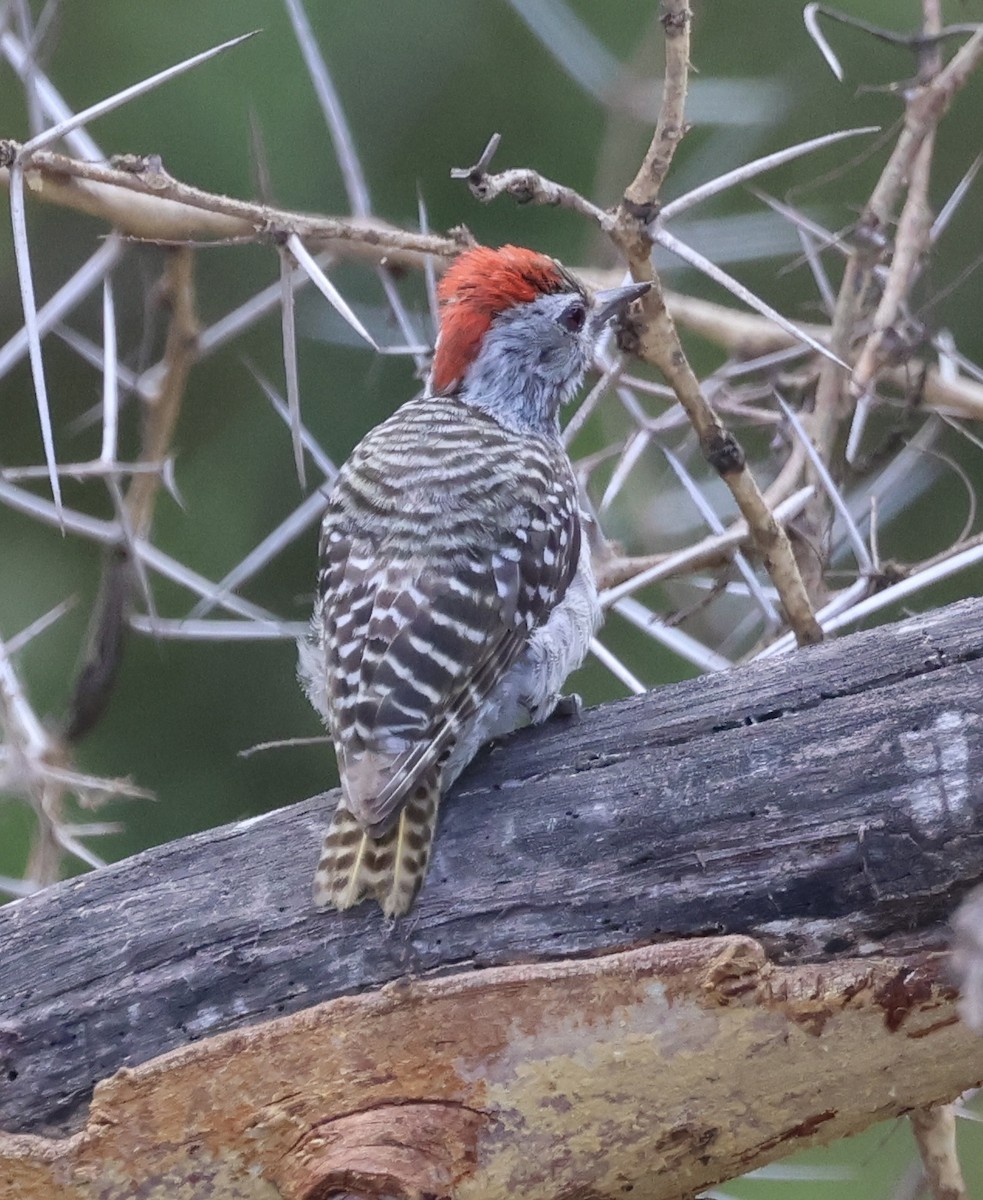 Cardinal Woodpecker - ML646637720