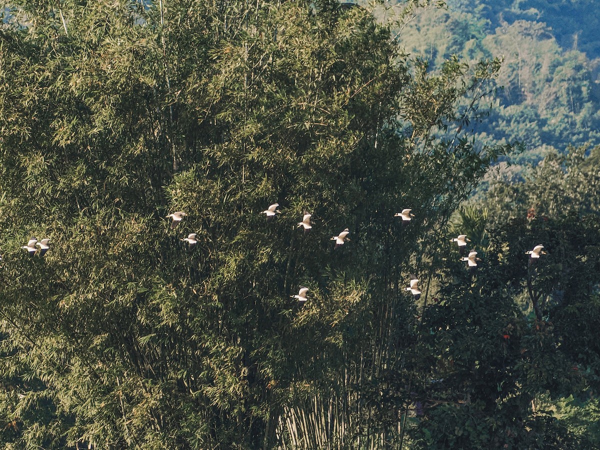 Gray-headed Lapwing - ML646637721