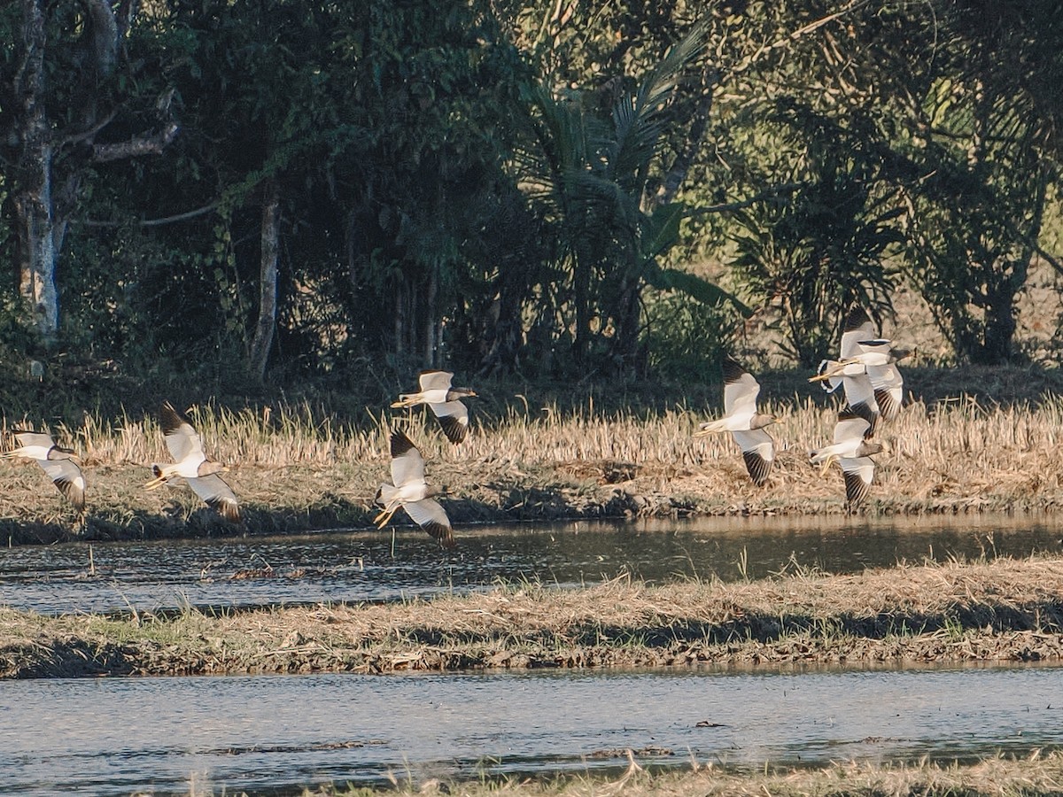 Gray-headed Lapwing - ML646637722