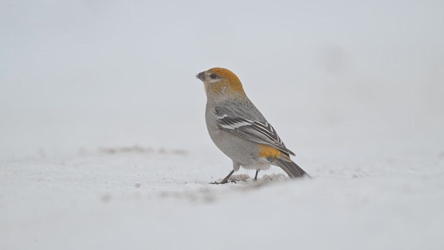 Pine Grosbeak - ML646637726