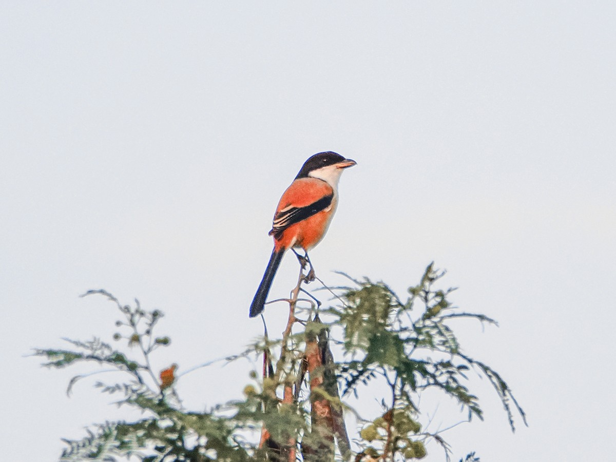 Long-tailed Shrike - ML646637729