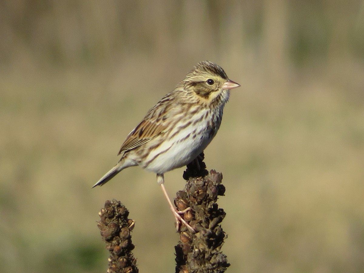 Savannah Sparrow - ML646637730