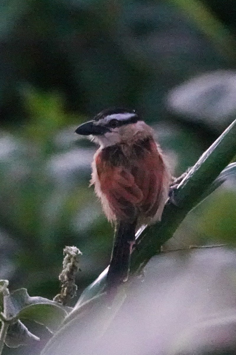 Chagra Marismeña - ML646637734