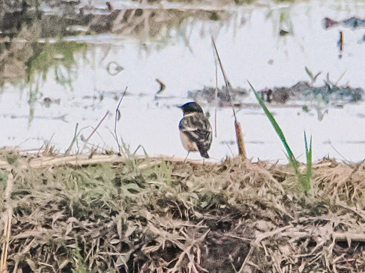 Amur Stonechat - ML646637736