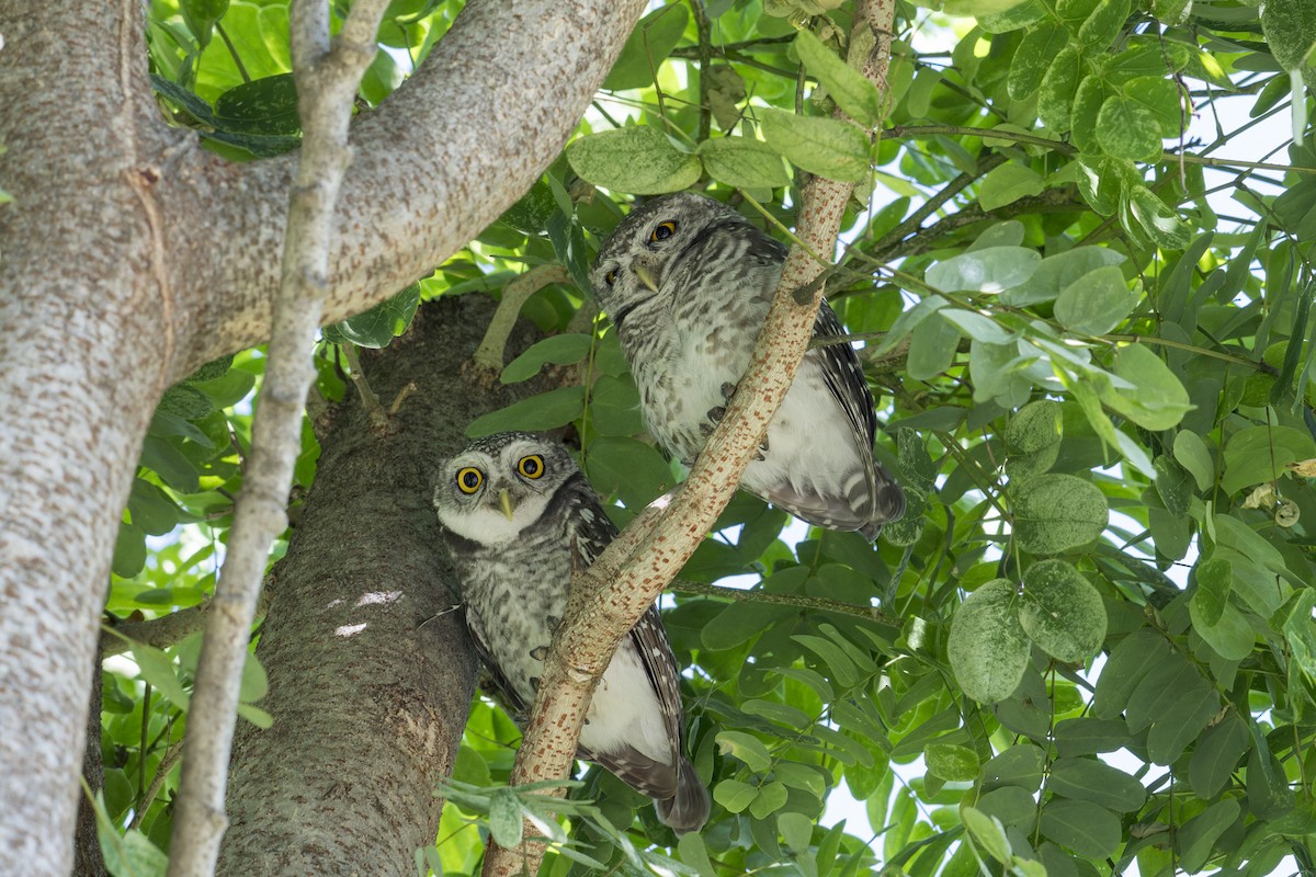 Spotted Owlet - ML646637737