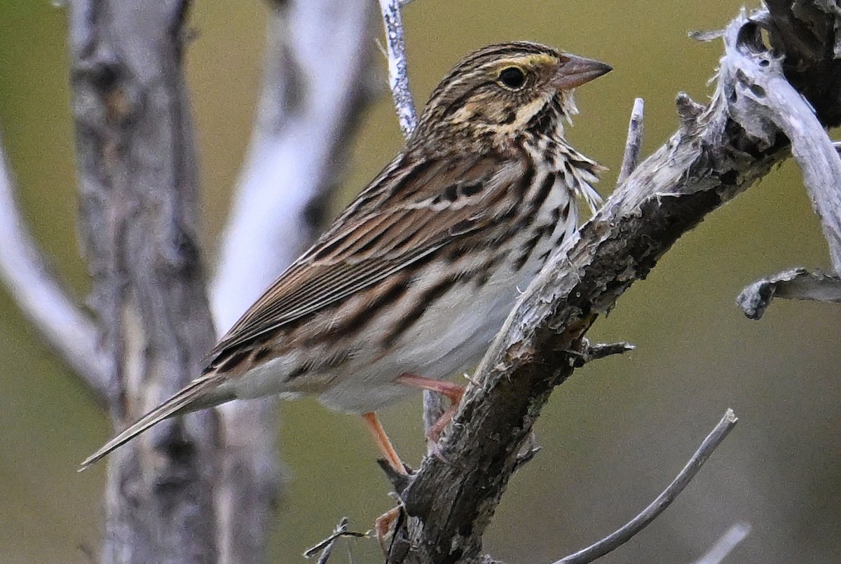 Savannah Sparrow - ML646637738