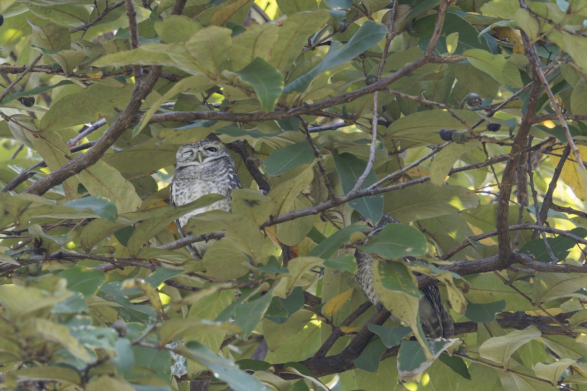 Spotted Owlet - ML646637739