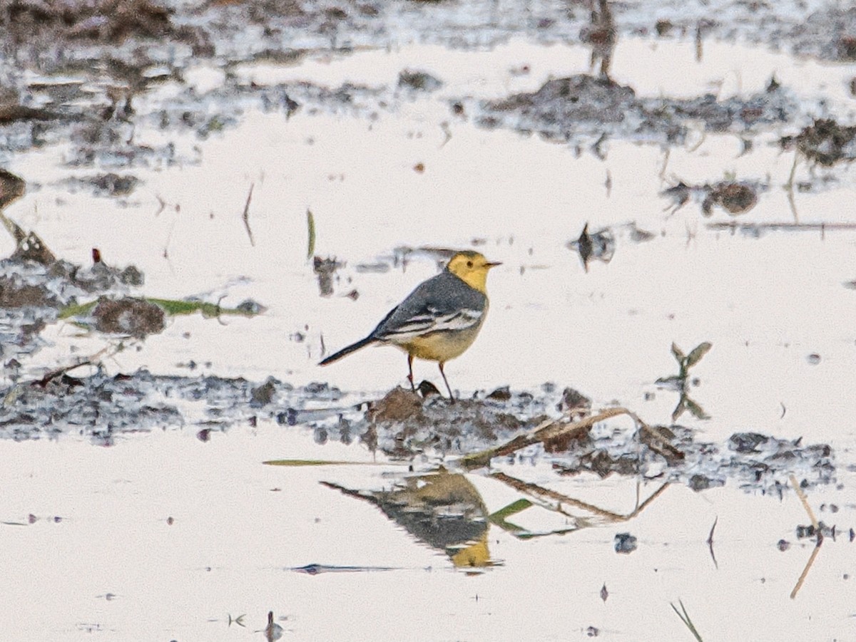 Citrine Wagtail - ML646637740