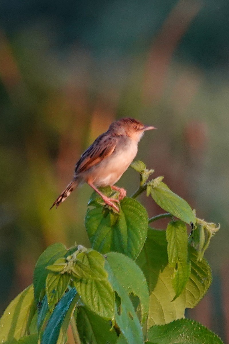 Cistícola del Nilo - ML646637742