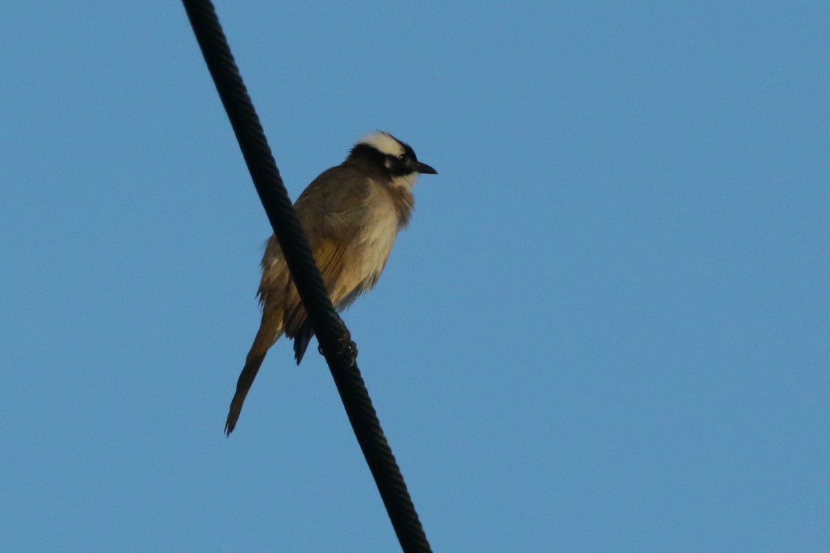 Китайский бюльбюль - ML646637746