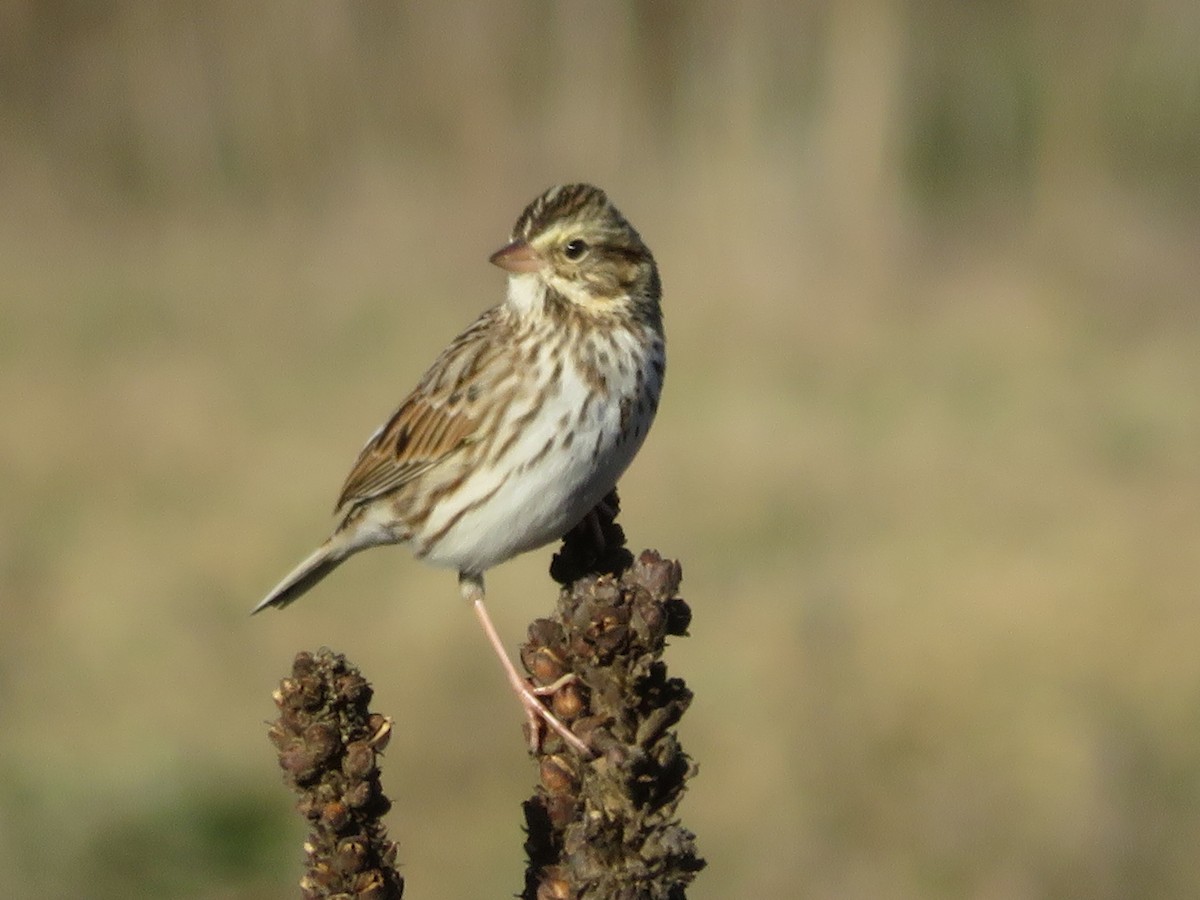Savannah Sparrow - ML646637747