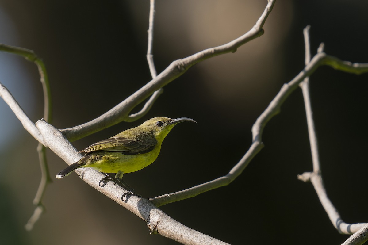 Ornate Sunbird (Ornate) - ML646637748