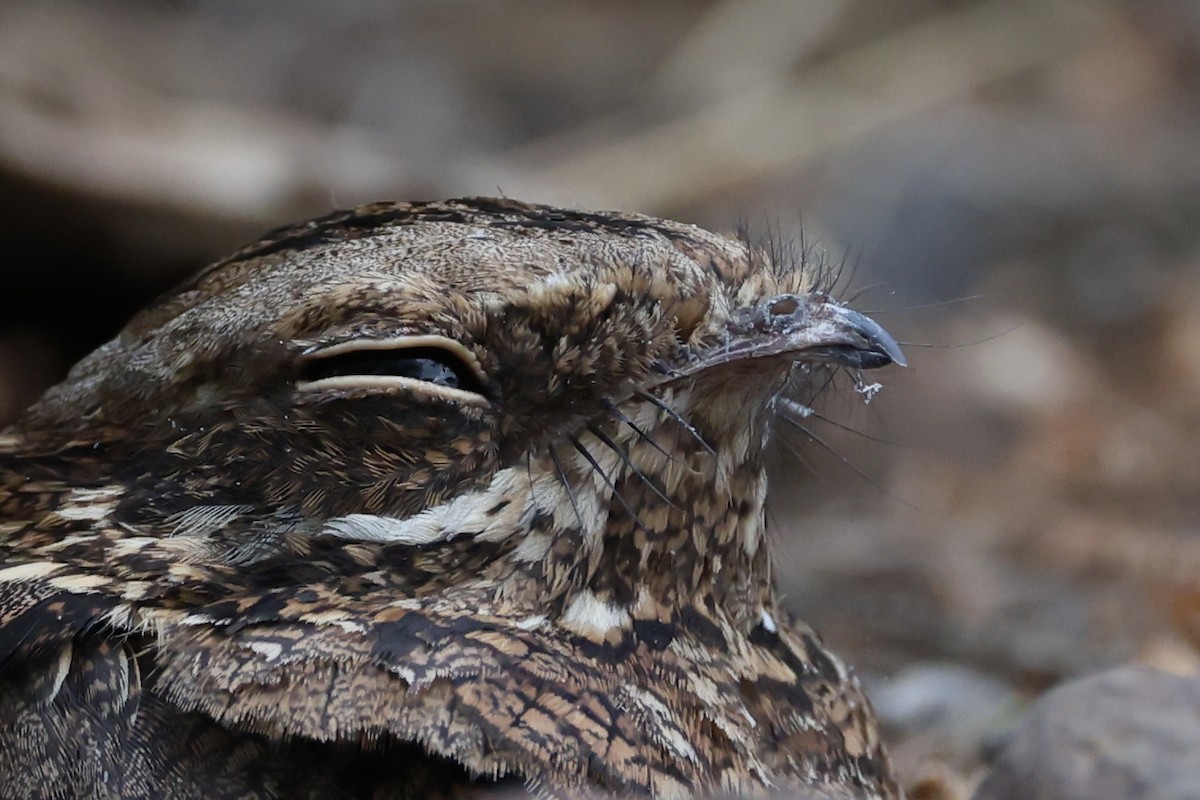 Elmas Kuyruklu Çobanaldatan - ML646637749