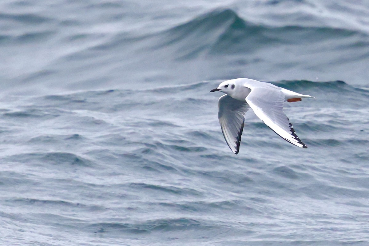 Bonapartemöwe - ML646637750