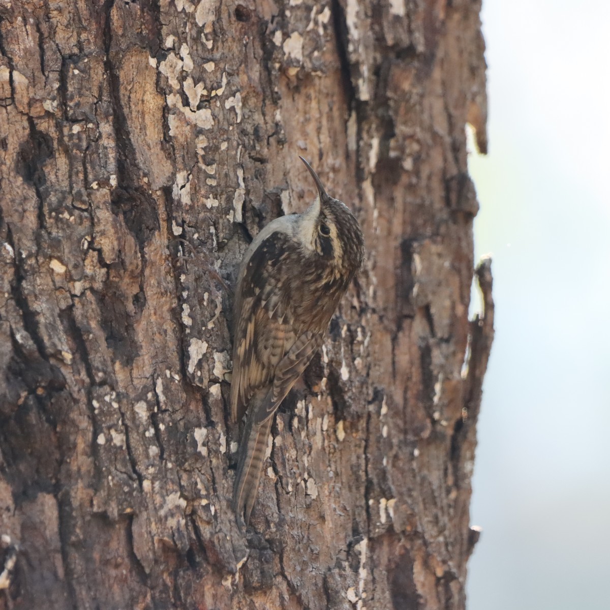 Bar-tailed Treecreeper - ML646637752