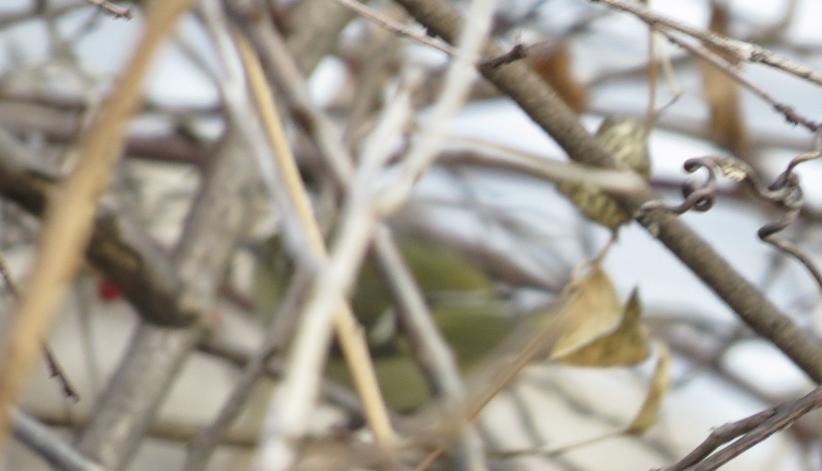 Erregetxo mottogorria - ML646637753